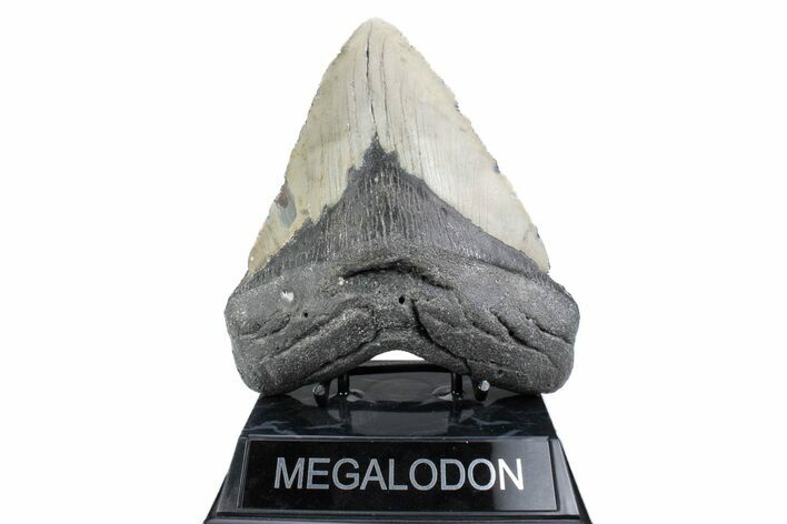 Huge, Fossil Megalodon Tooth - North Carolina #381348